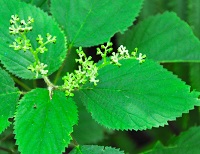 group of green leaves